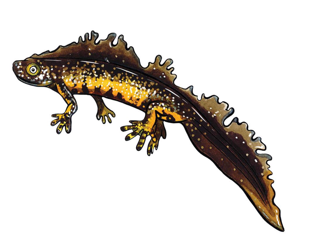 Species of the Month: Great Crested Newt