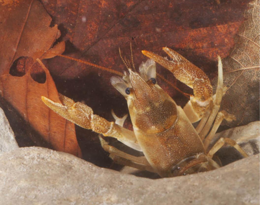 A Budding Ecologists Guide: Crayfish