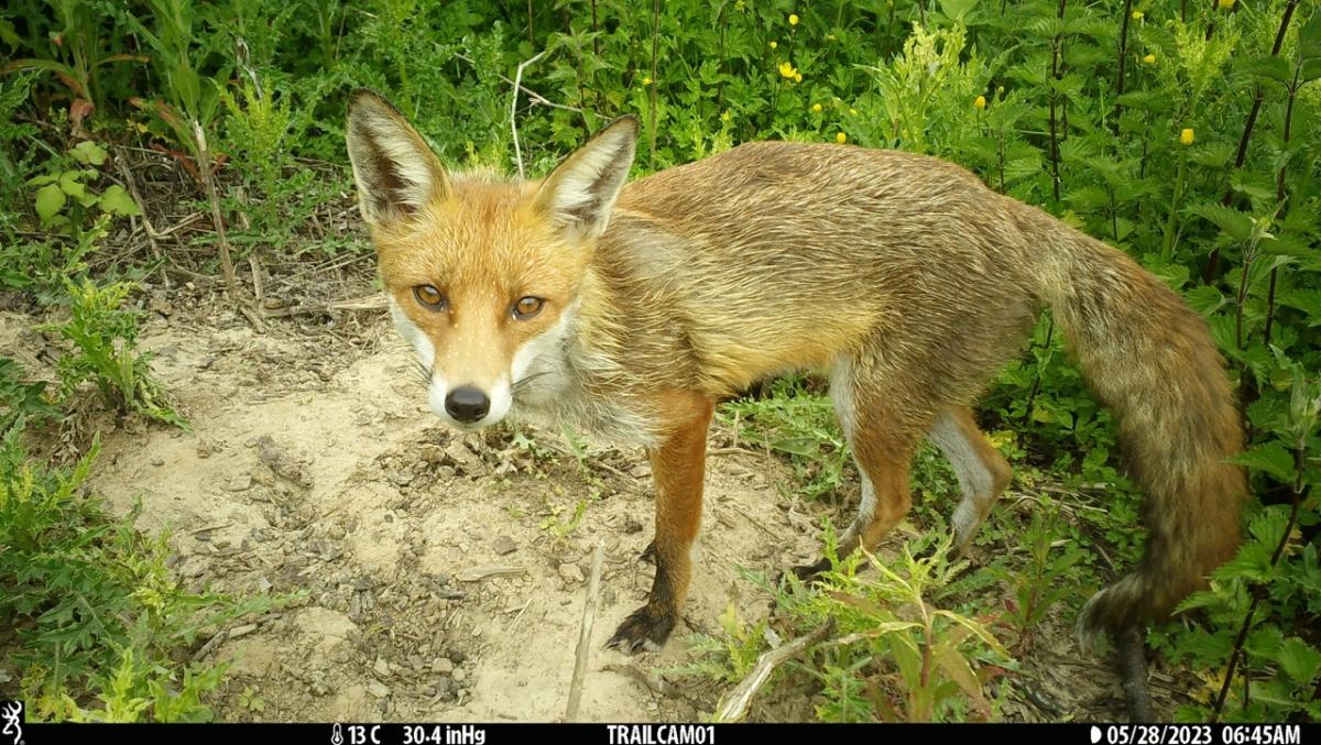 Our Favourites from the Wildcare x Bushnell Trail Camera Competition