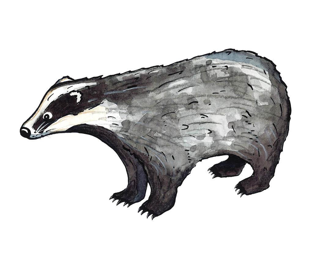 Species of the Month: European Badger