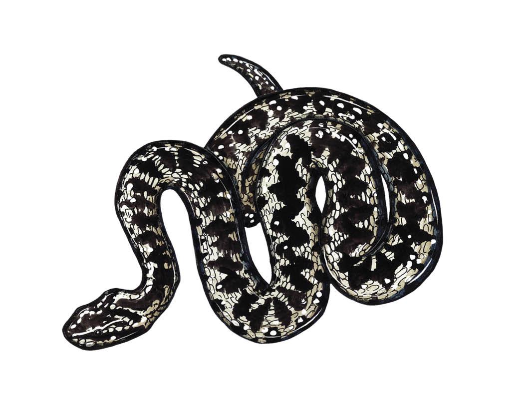 Species of the Month: Adder