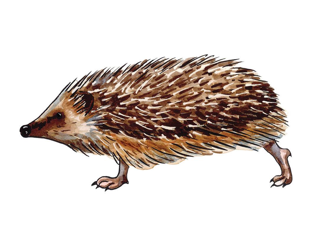 Species of the Month: Hedgehog