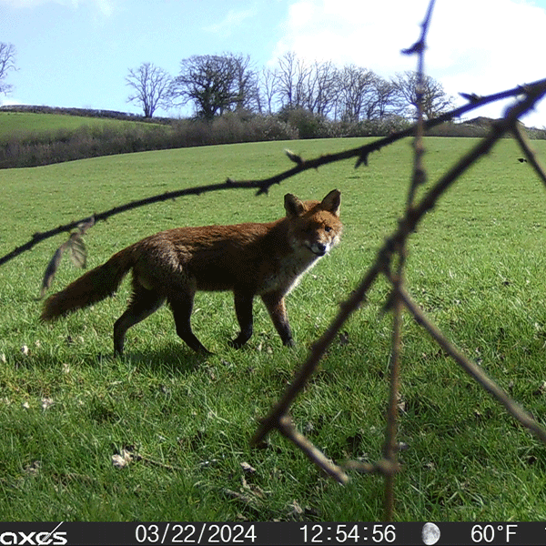Wildlife Surveyor