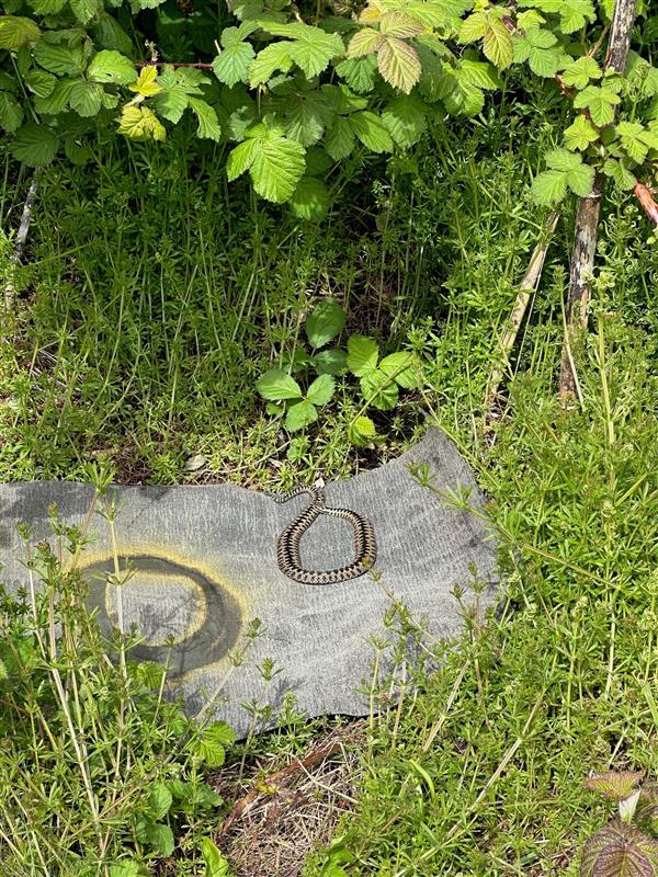 Adder