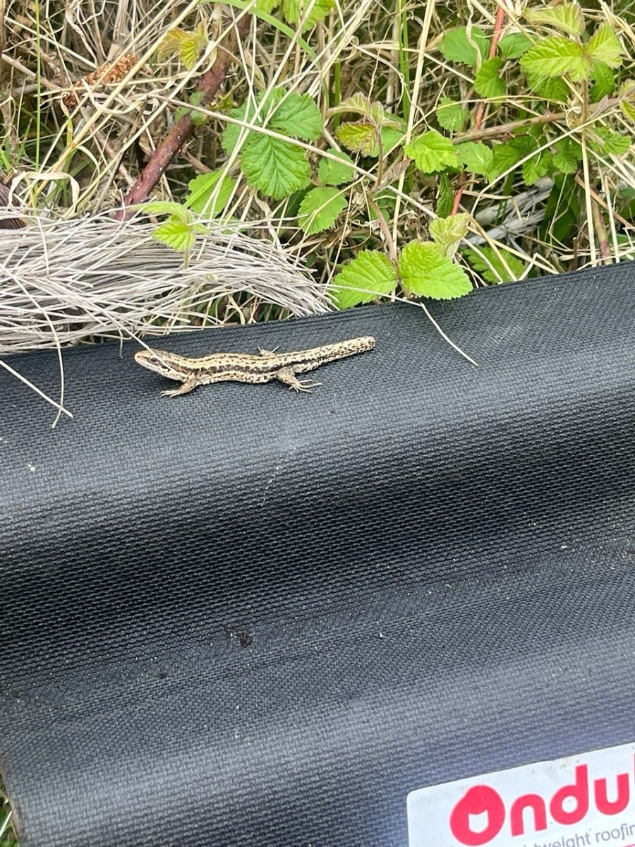 Common Lizard