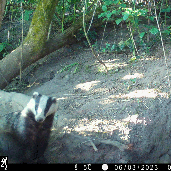 Badger Sighting