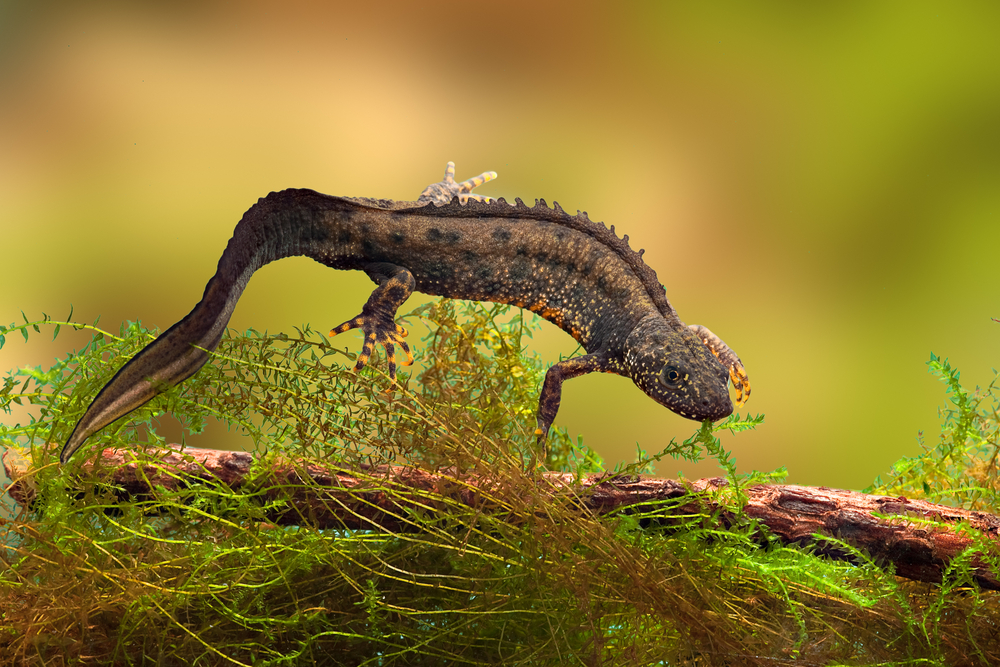 Great Crested Newt in Freshwater